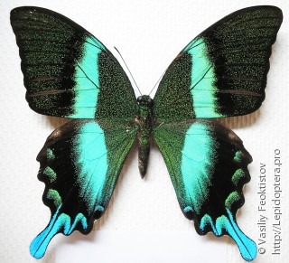 Самец  Papilio blumei