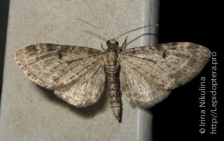 Имаго  (Eupithecia virgaureata)
