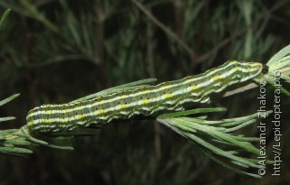 Cucullia naruenensis