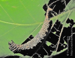 Личинка  Noctuides melanophia