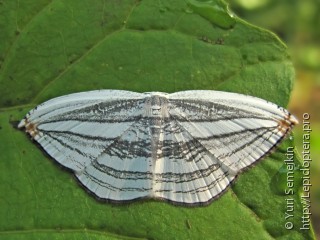 Acropteris iphiata