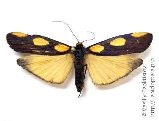 Самка  Monosyntaxis holmanhunti