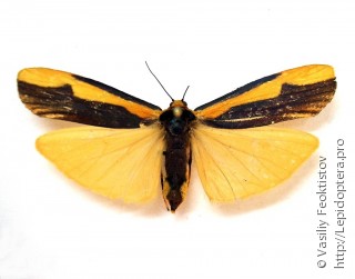 Monosyntaxis affinis
