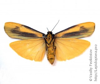 Monosyntaxis affinis