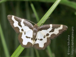 Имаго  (Lomaspilis marginata)