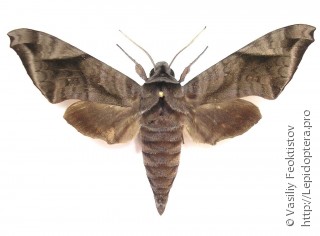 Acosmeryx naga