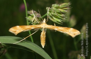Имаго  (Gillmeria pallidactyla)