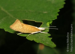 Ypsolopha lucella