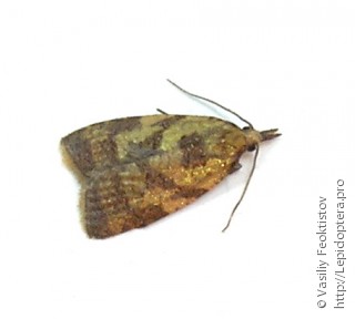 Имаго  (Sparganothis pilleriana)