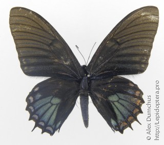 Papilio xanthopleura