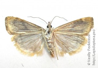 Имаго  (Catoptria pinella)