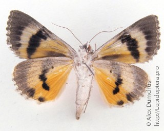 Catocala neonympha