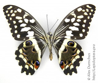 Papilio demodocus