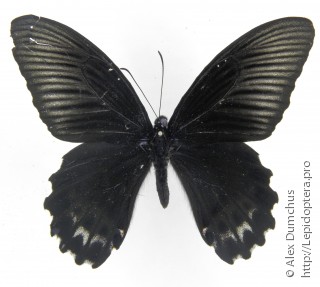 Имаго  Papilio forbesi