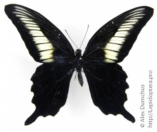 Имаго  Papilio oenomaus