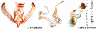 Самец и самка  Graptocullia sagittata