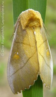 Имаго  (Euhampsonia splendida)