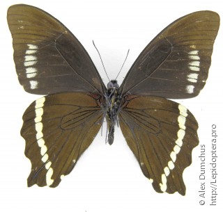 Имаго  Papilio desmondi