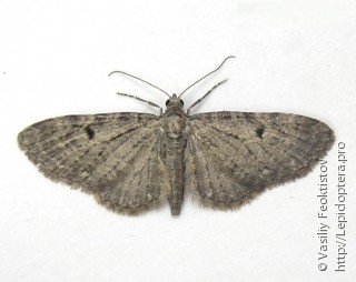 Имаго  (Eupithecia virgaureata)
