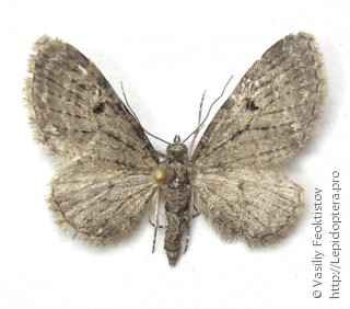 Eupithecia virgaureata