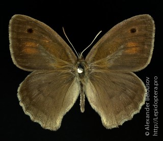 Hyponephele dzhungarica