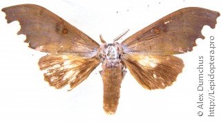 Euhampsonia serratifera