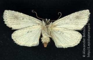 Самка  Phidrimana amurensis