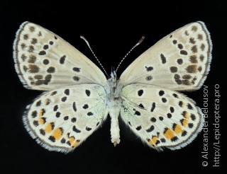 Самец  Polyommatus miris