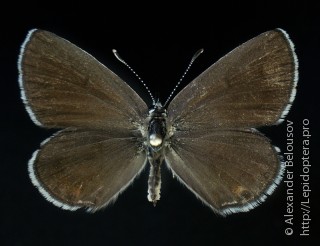 Polyommatus miris
