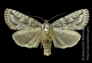 Phidrimana amurensis