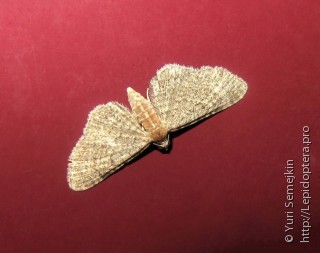 Eupithecia homogrammata