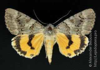 Catocala neonympha