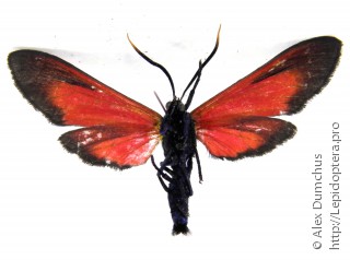 Empyreuma affinis