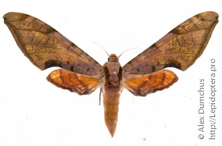 Protambulyx strigilis