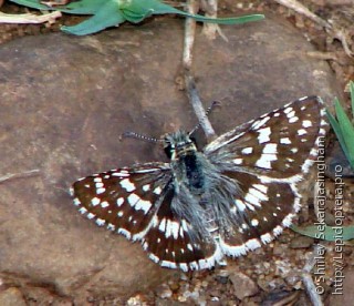 Pyrgus orcynoides