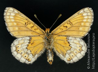 Euphydryas asiatica