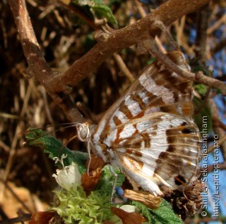 Lepidoptera