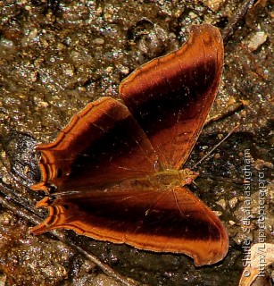 Marpesia zerynthia