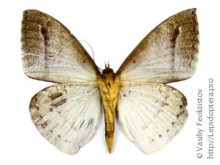 Самец  Lygniodes hypoleuca
