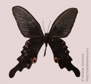 Самец  Papilio macilentus