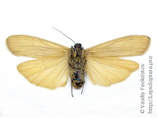 Самка  Tigrioides puncticollis