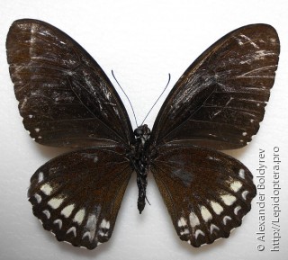 Имаго  Papilio mahadeva