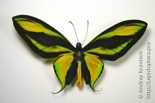 Ornithoptera paradisea