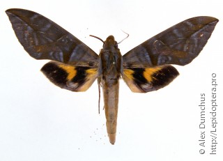 Eumorpha phorbas