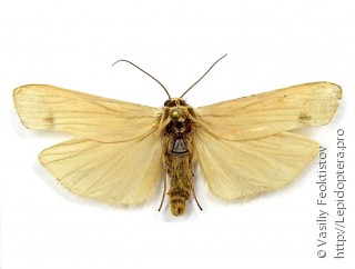 Tigrioides puncticollis