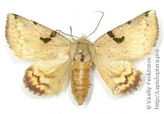 Самка  Chloroplaga nygmia