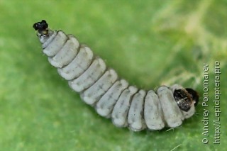Личинка  Perittia obscurepunctella