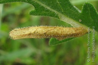 Coleophora brevipalpella