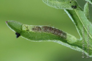 Личинка  Coleophora brevipalpella
