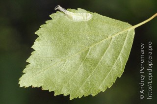 Caloptilia betulicola